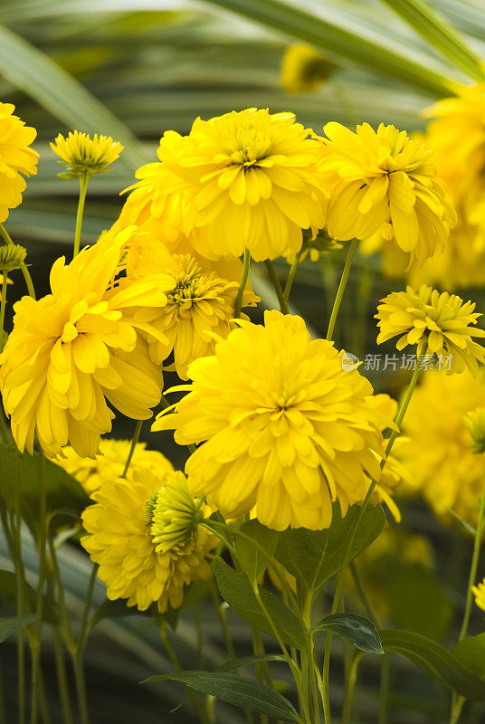 Cutleaf Coneflower (Rudbeckia laciniata“金色女孩”)- III